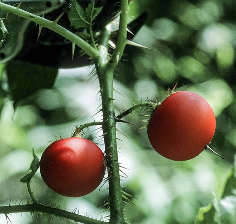 Piros díszpadlizsán - Solanum capsicoides, Solanum capsicoides, padlizsán